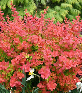 Sunjoy® Tangelo™ Barberry