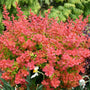 tangelo barberry shrubs have vibrant reddish orange foliage
