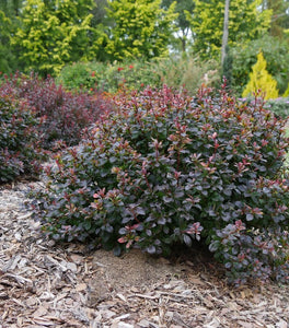 Proven Winners® Color Choice® Sunjoy Todo® Barberry