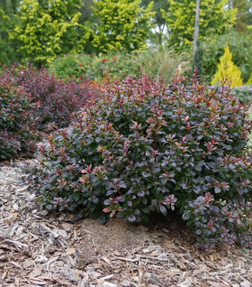Proven Winners® Color Choice® Sunjoy Todo® Barberry