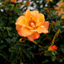 vibrant orange sunorita rose in bloom