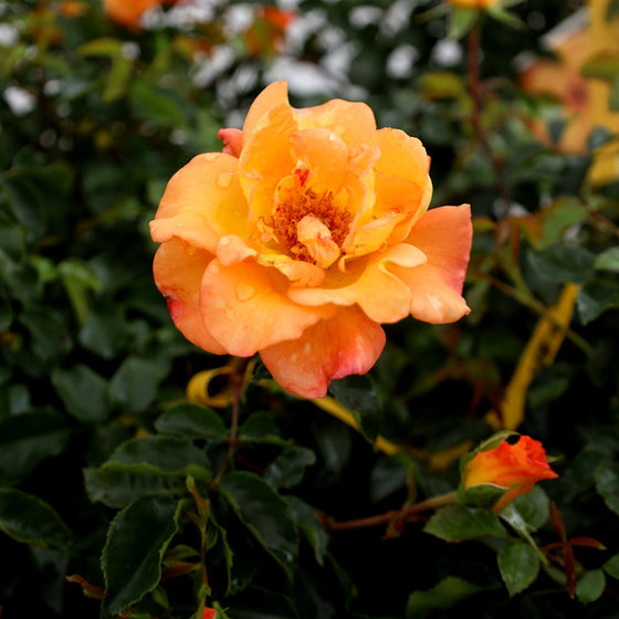 vibrant orange sunorita rose in bloom