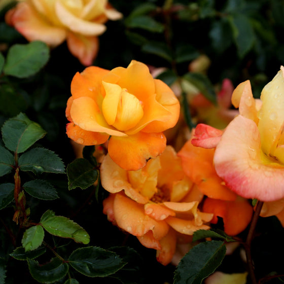 orange roses