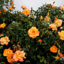 sunorita rose with beautiful peachy orange blossoms
