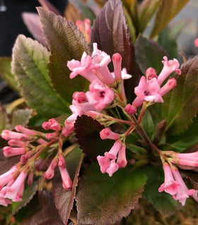 Proven Winners® Color Choice® Sweet Talker® Viburnum