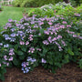 Tiny Tuff Stuff Hydrangea purple blooms among green foliage in mixed border garden
