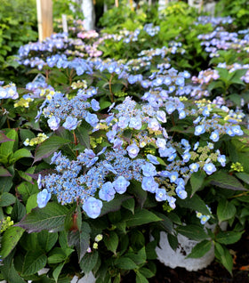 Tiny Tuff Stuff™ Hydrangea