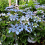 bright blue lace cap blooms on tiny tuff stuff hydrangea