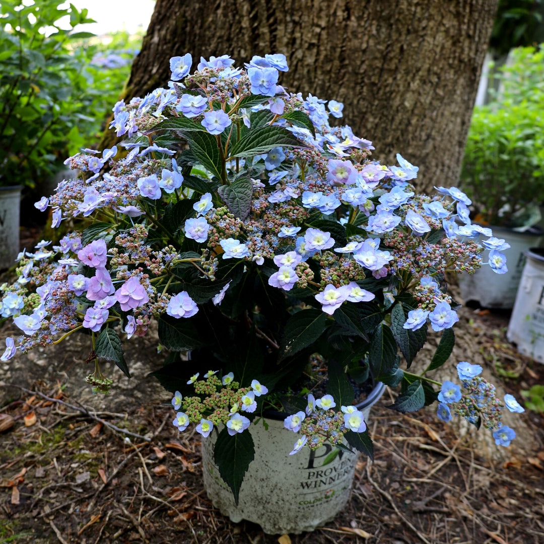 Tiny Tuff Stuff™ Hydrangea for Sale | Compact Reblooming Lacecap