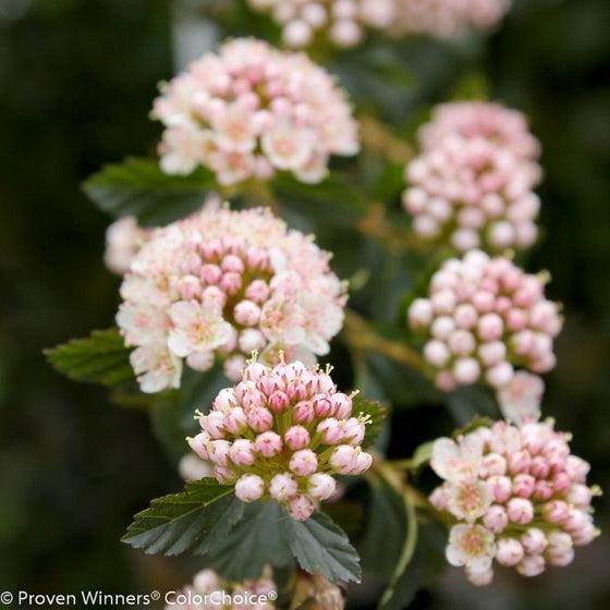 white and pink flower clusters of tiny wine dwarf ninebark shrub