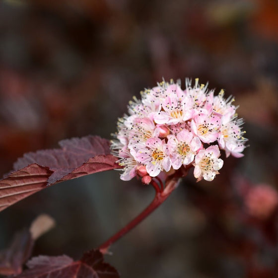 stunning late spring bloomer