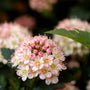 tiny wine ninebark flowering shrub closeup