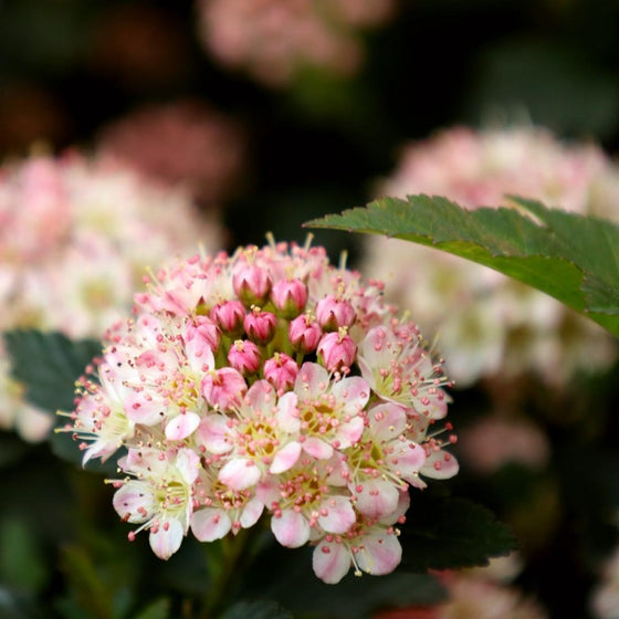 tiny wine ninebark flowering shrub closeup