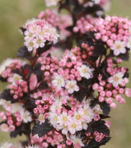 Tiny Wine® Ninebark