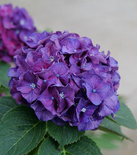 Wee Bit Grumpy® Hydrangea