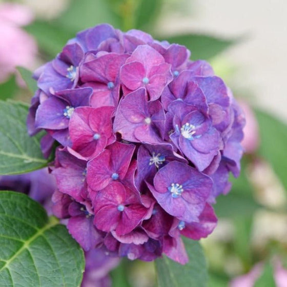 wee bit grumpy flower more purple than red in acidic soils