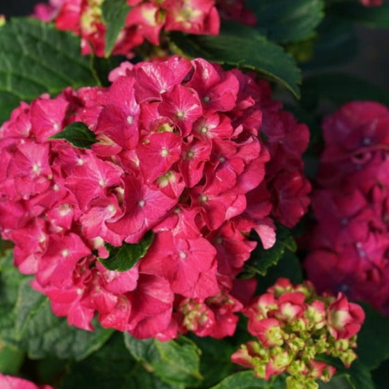 Wee bit grumpy hydrangea macrophylla bloom pink red in average alkaline soils