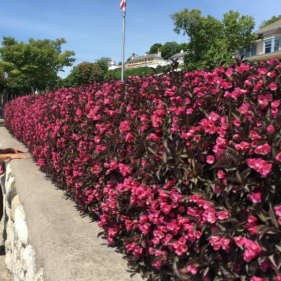 bright pink flowers and park purple foliage on weigela wine and roses shrubs