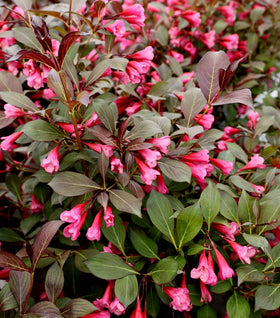 Wine & Roses® Weigela