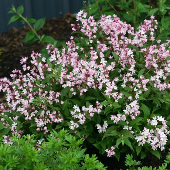 Deutzia Yuki Cherry Blossom Shrub with Pink Flowers and Green Foliage