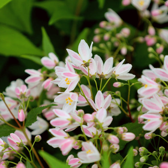 Deutzia Yuki Cherry Blossom Shrubs with pink striped flowers