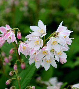 Yuki Cherry Blossom® Deutzia