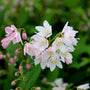 yuki cherry blossom deutzia blooms
