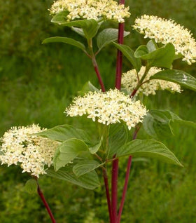Pucker Up!® Red Twig Dogwood