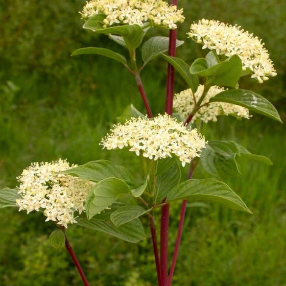 Close-up of Pucker Up!® dogwood spring flowers, small white clusters above thick puckered green leaves on a compact shrub.
