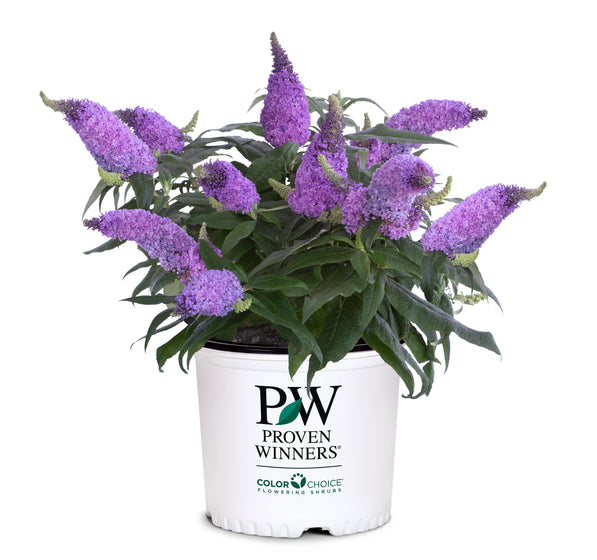 Pugster® Amethyst Butterfly Bush
