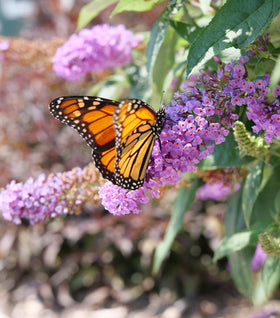 Pugster® Amethyst Butterfly Bush