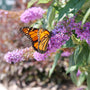 A monarch butterfly with orange, black, and white wings perched on a cluster of small purple flowers with green leaves, set against a blurred garden background.