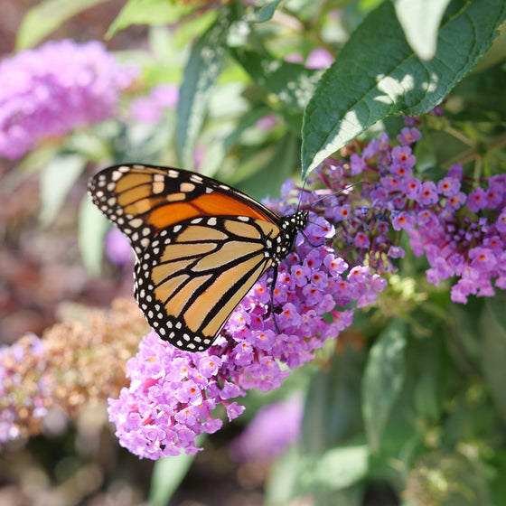 Pugster® Amethyst Butterfly Bush