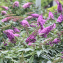 pinkish purple flower clusters on pugster periwinkle butterfly bush