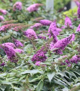 Pugster Periwinkle Butterfly Bush