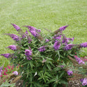 butterfly attracting pugster periwinkle butterfly bush