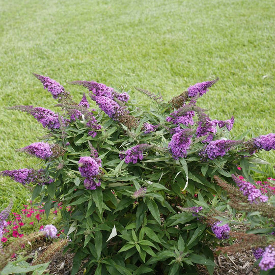 butterfly attracting pugster periwinkle butterfly bush