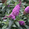 close look at the dense pink purple flower clusters on pugster periwinkle butterfly bush