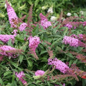 the pugster pink butterfly bush looks great in mixed gardens