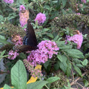 butterflies and pollinators are very attracted to the pugster pink butterfly bush