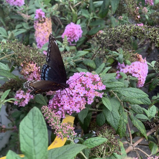 butterflies and pollinators are very attracted to the pugster pink butterfly bush