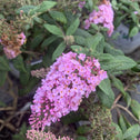 pugster pink butterfly bush has soft pink flower clusters that self clean