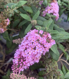 Pugster Pink Butterfly Bush
