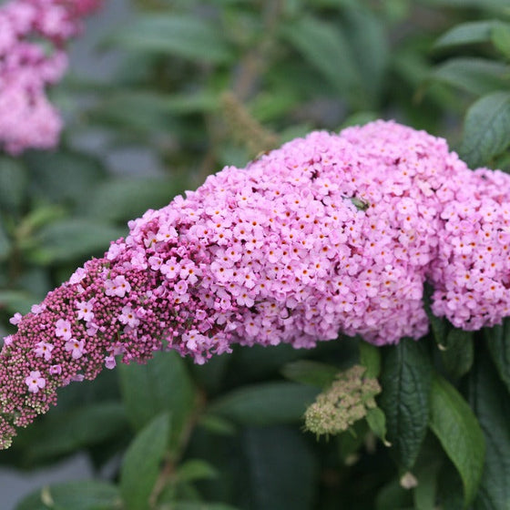 pugster pink butterfly bush has pink flowers and green serrated foliage