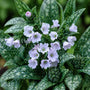 Opal Lungwort with pale opalescent blue spring flowers and pink buds above heavily silver-spotted green foliage