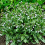 Silver-spotted green leaves of Opal Pulmonaria brightening a shaded woodland garden