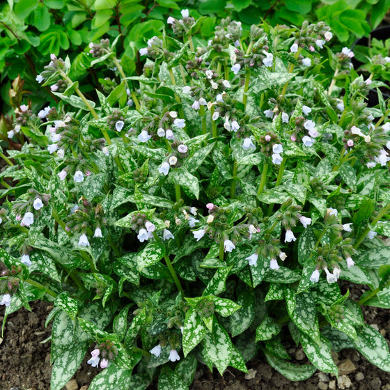 Silver-spotted green leaves of Opal Pulmonaria brightening a shaded woodland garden