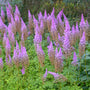 Astilbe Purple Candles blooming with upright magenta-purple flower plumes