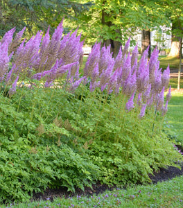 Purple Candles Astilbe