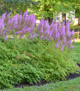 Purple Candles Astilbe